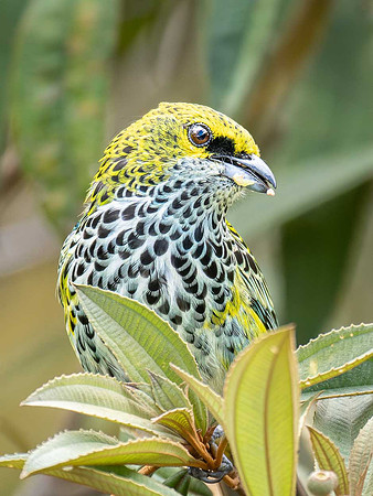 Speckled Tanager