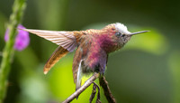Snowcap Hummingbird