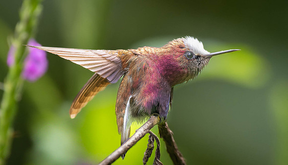 Snowcap Hummingbird