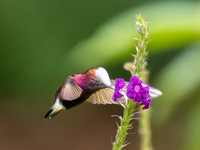 Snowcap Hummingbird
