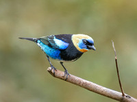 Golden-hooded Tanager