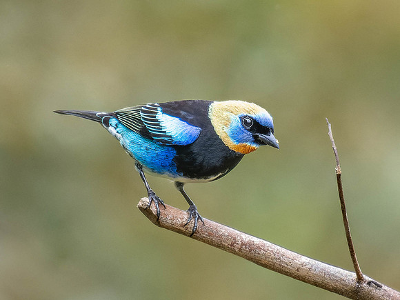 Golden-hooded Tanager