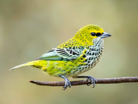 Speckled Tanager