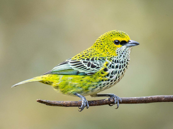 Speckled Tanager