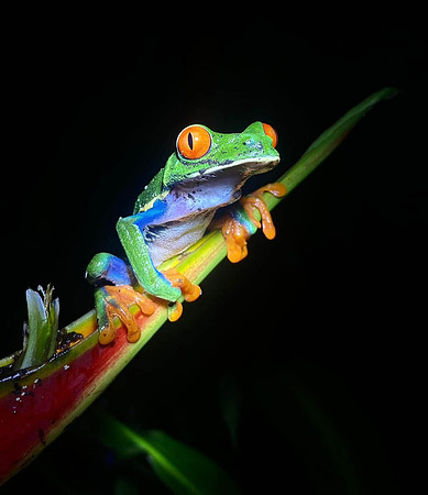 Red-eyed Tree Frog