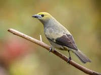 Palm Tanager