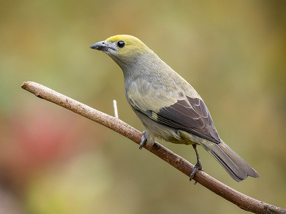 Palm Tanager