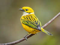 Silver-throated Tanager