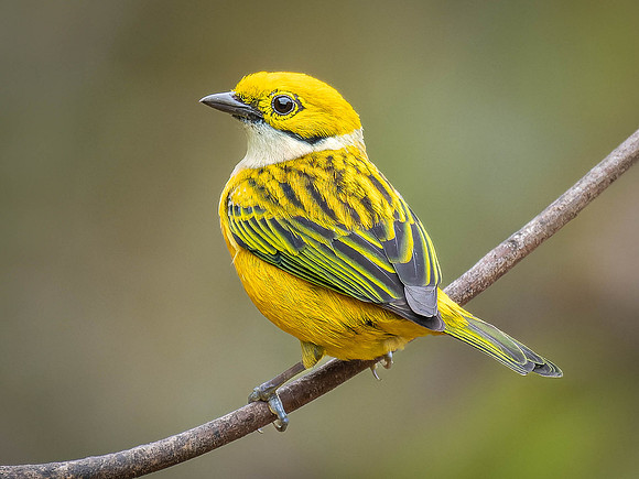 Silver-throated Tanager