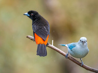 Scarlet Rumped & Blue-grey Tanagers