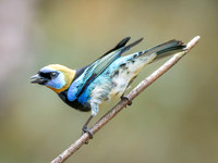 Golden-hooded Tanager