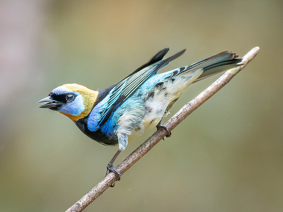 Golden-hooded Tanager