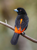 Scarlet-rumped Tanager