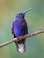 Violet Sabrewing