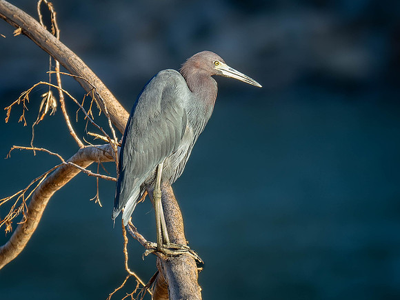 Little Blue Heron