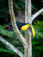 Yellow Throated Toucan