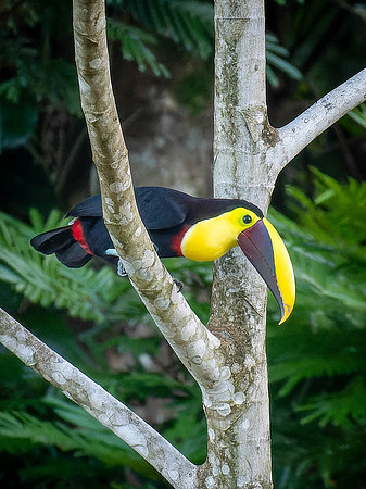 Yellow Throated Toucan