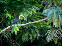 Yellow Throated Toucan
