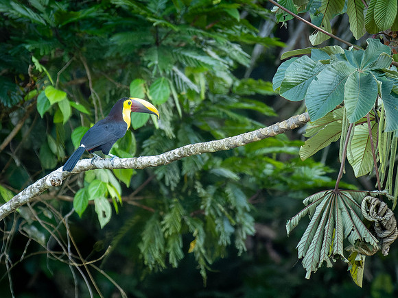 Yellow Throated Toucan