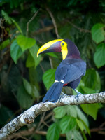 Yellow Throated Toucan