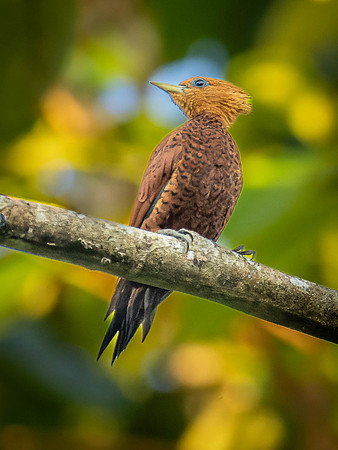 Chestnut-Colored Woodpecker