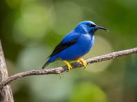 Shining Honeycreeper, Male