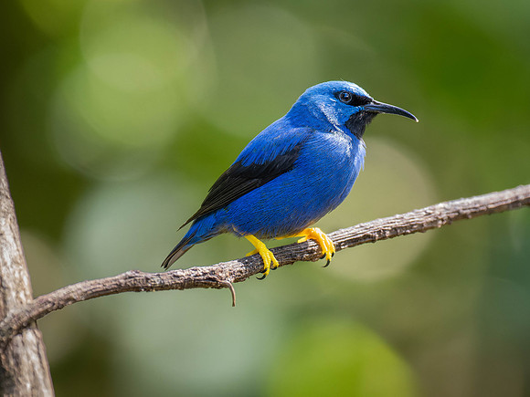 Shining Honeycreeper, Male