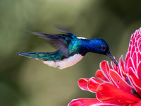 White-Necked Jacobin