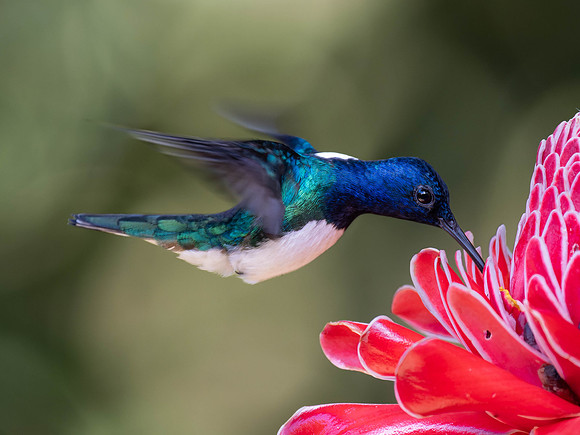 White-Necked Jacobin