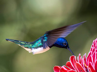 White-Necked Jacobin