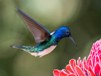 White-Necked Jacobin