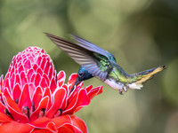 White-Necked Jacobin