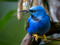 Shining Honeycreeper, Male