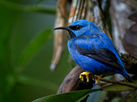 Shining Honeycreeper, Male