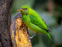 Green Honeycreeper, Female