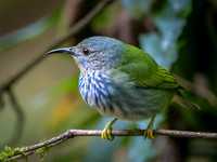 Shining Honeycreeper, Female