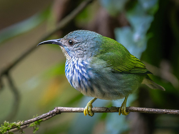 Shining Honeycreeper, Female