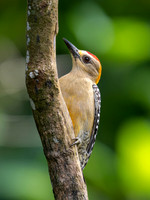 Hoffmann's Woodpecker, Male