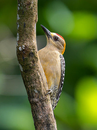 Hoffmann's Woodpecker, Male