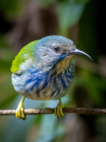 Honeycreepers