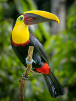 Yellow Throated Toucan