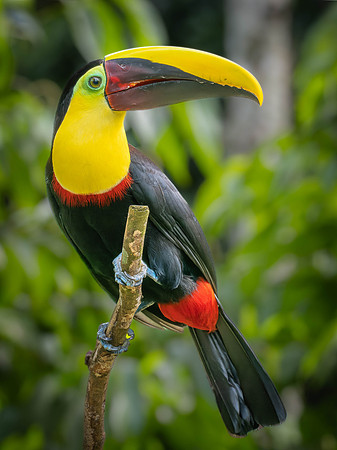 Yellow Throated Toucan