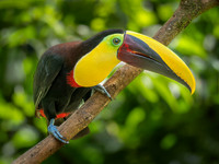 Yellow Throated Toucan