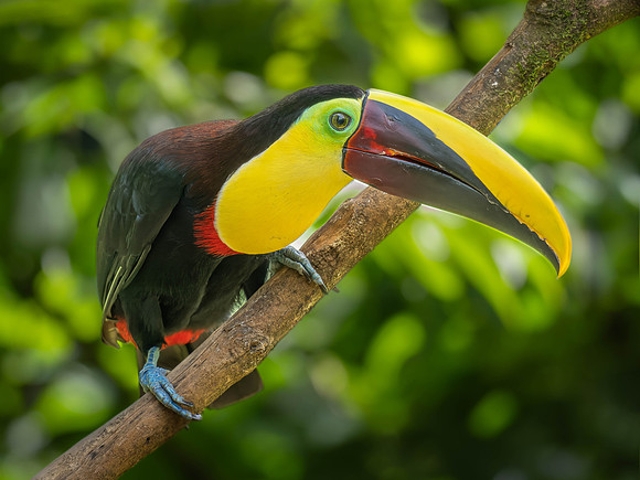 Yellow Throated Toucan