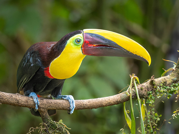 Yellow Throated Toucan