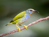 Shining Honeycreeper, Female