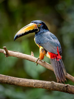 Collared Aracari