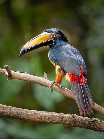Collared Aracari