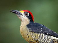Wood Peckers