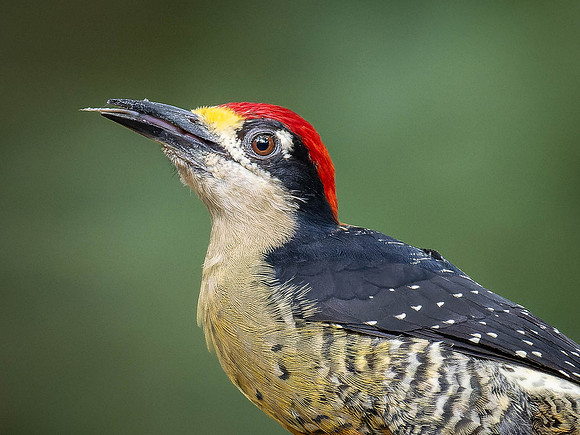 Black-cheeked Woodpecker